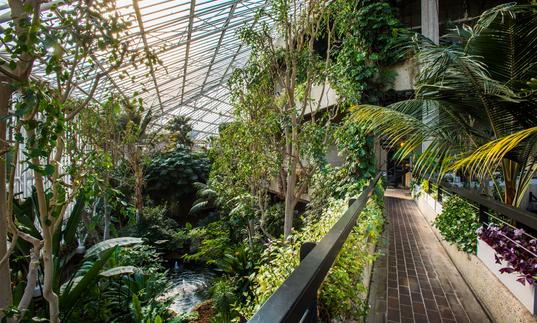 conservatory walkway with trees and plants