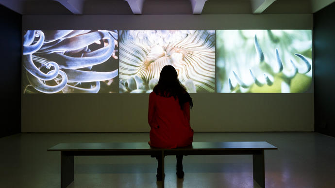 Woman watching a nature film