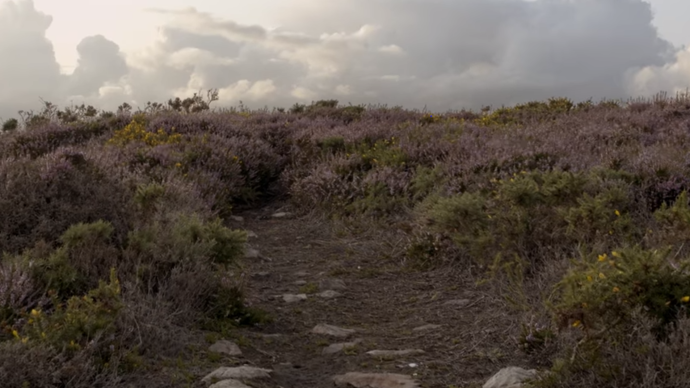 Photo of a field with flowers