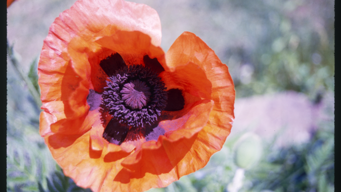 a photo of a flower