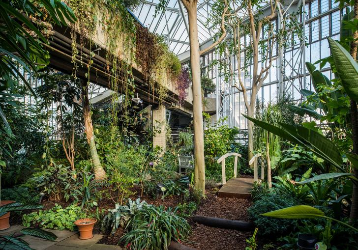 Photo of pathway with bridge surrounded by greenery and plants in the Barbican Conservatory