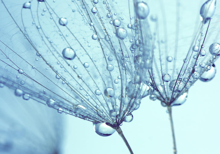 Joby Talbot Sheen of Dew on Flowers