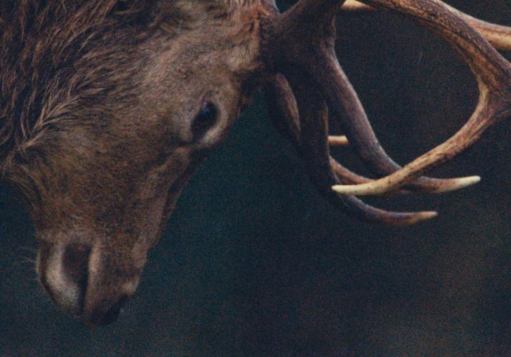 deer with it's antlers looking down