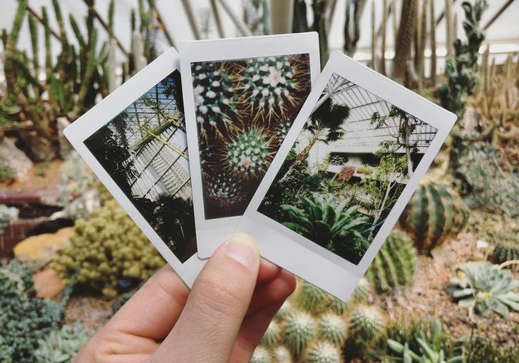 Conservatory cactus