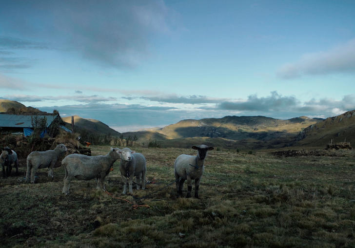 sheep standing in a field with a beautiful skyline behind them