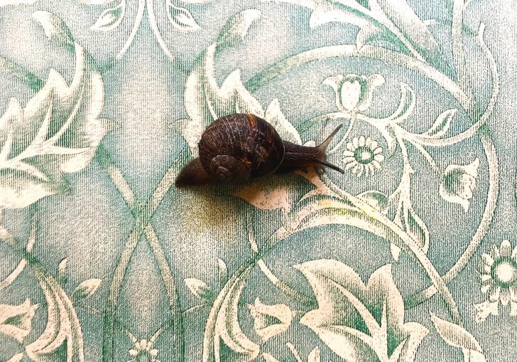 snail on William Morris wallpaper