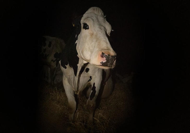 A still from Andrea Arnold's Cow, with a black and white cow in the dark looking at the camera