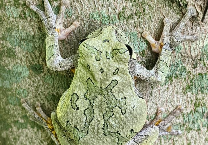 Photo of a frog on a tree trunk