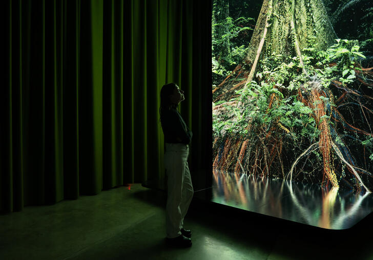 A person standing side on from the camera, looking at a large, lit-up image of the base of a tree.