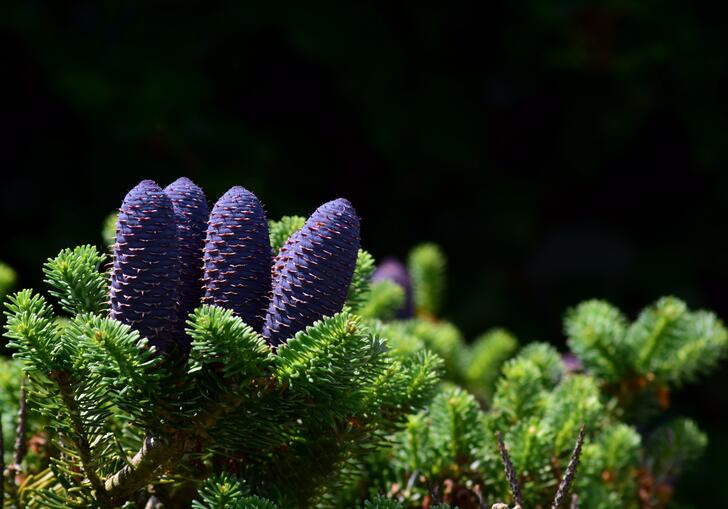 Close up photo of purple pine cones on a fir tree