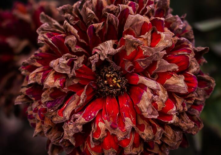 Close up photo of a dying red flower