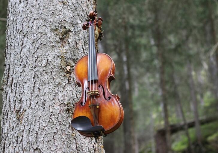 A violin hangs from a tree trunk