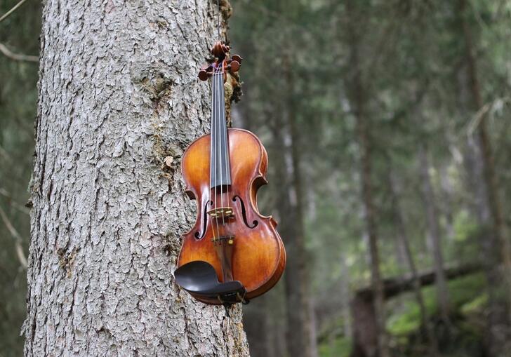 A photograph of a violin hanging from a tree.