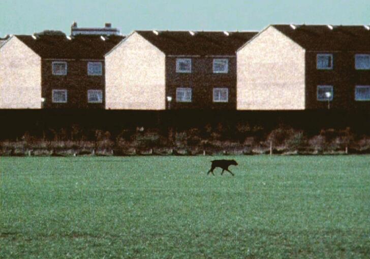 A dog crosses the marshes.