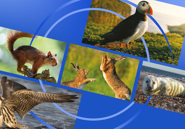 images of wildlife within a blue circle