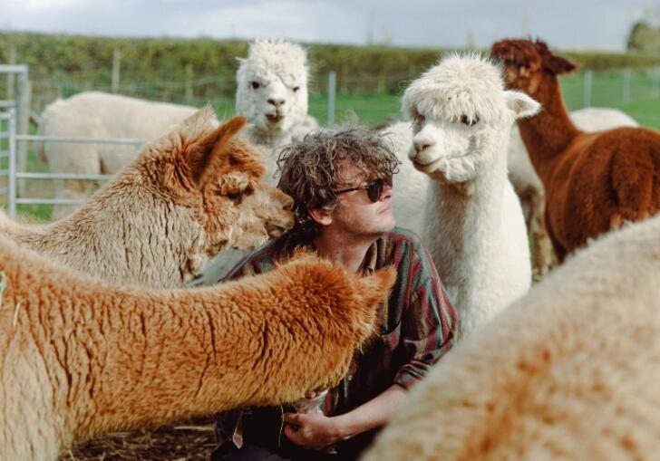 Bill Ryder-Jones sits surrounded by alpacas