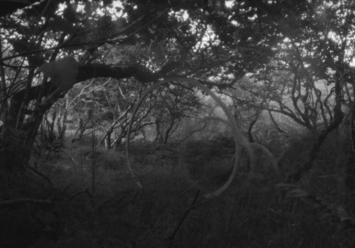 Black and white image of a forest on the Isle of Mull