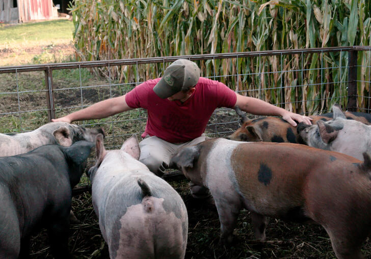 A man gathers a cows in a field.