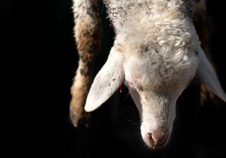 A close up shot of a sheep's head against a black background. There is a small drop of blood dripping from the sheep's ear.