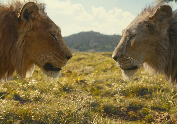 Mufasa and Scar (lions) stand looking at each other in profile 