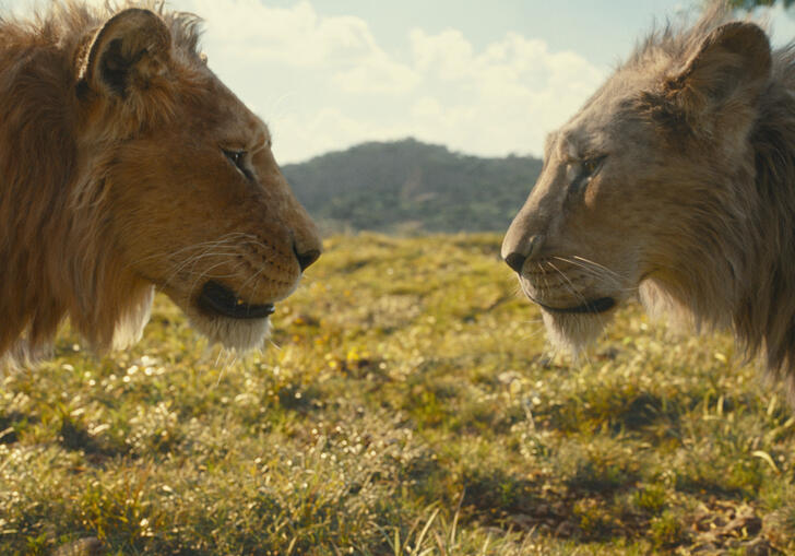Mufasa and Scar (lions) stand looking at each other in profile 