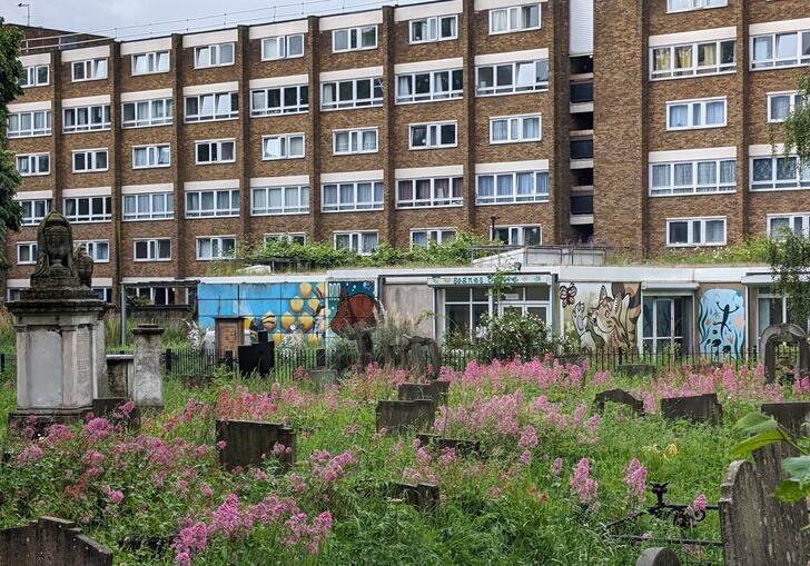An overgrown graveyard with pink flowers in front of a block of flats.