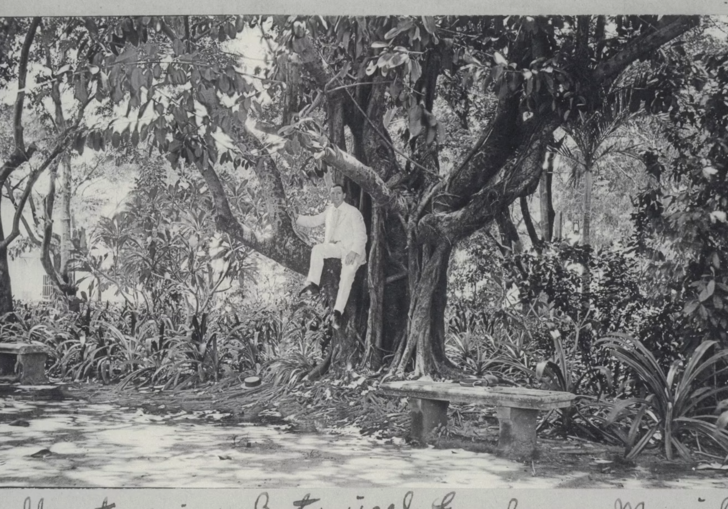 A black and white photograph of a man sitting in a rubber tree, wearing white