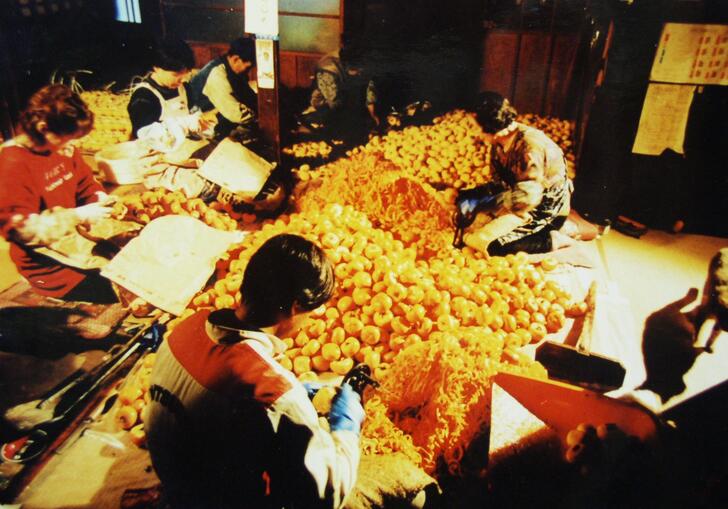 women picking red persimmons 