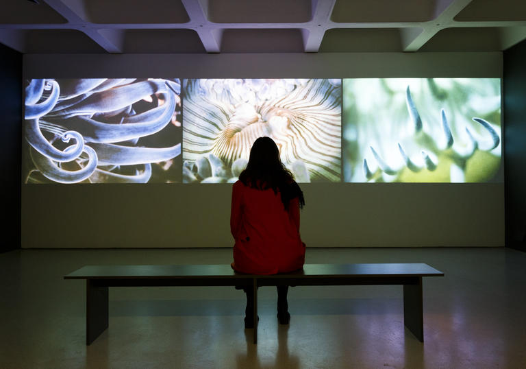 Woman watching a nature film