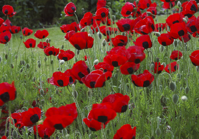 WWI poppies