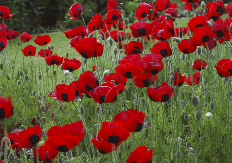 WWI Learning project poppies