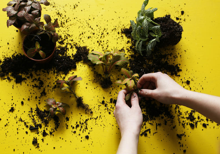 Terrarium workshop arrangement yellow