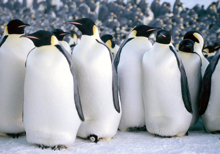 March of the Penguins