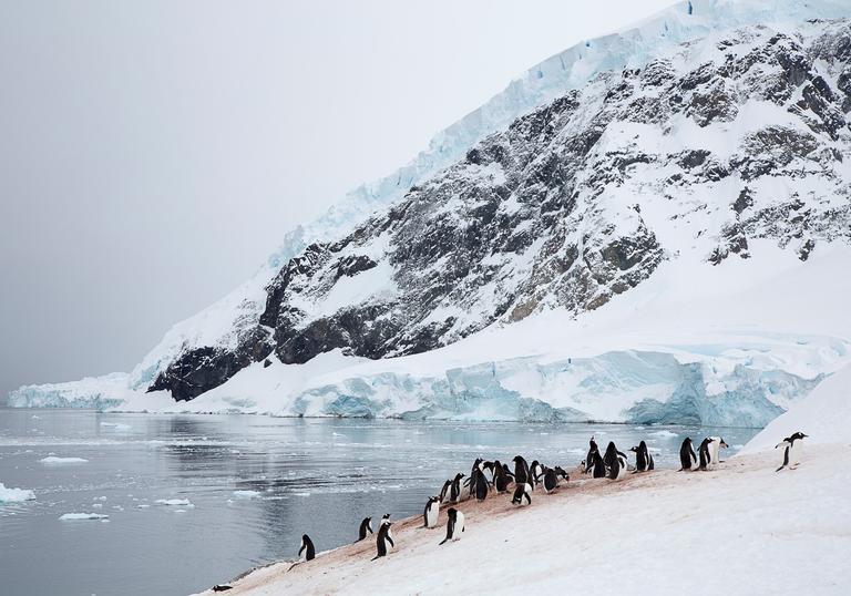 Photograph by Peter Kenny of penguins in a frozen landscape