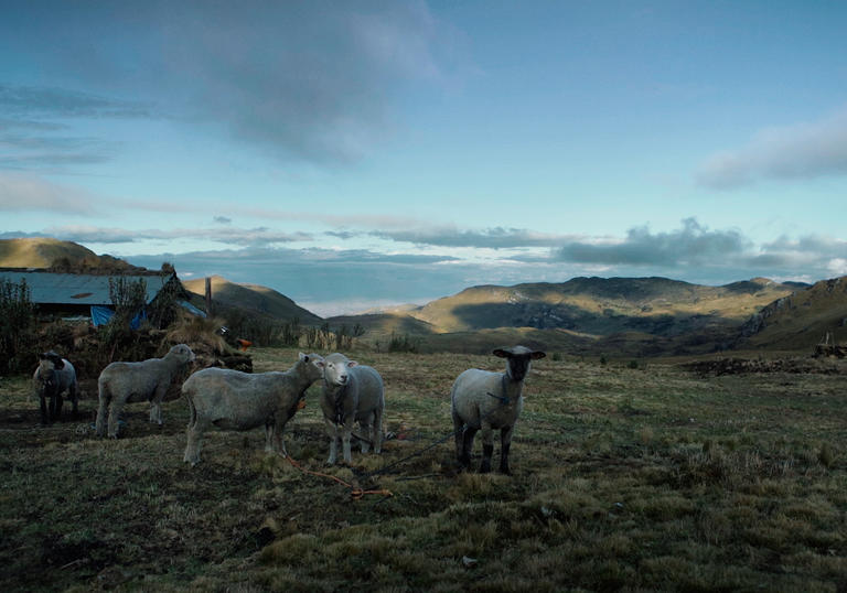 sheep standing in a field with a beautiful skyline behind them