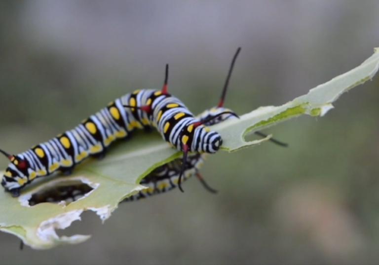 a little caterpillar on a leaf