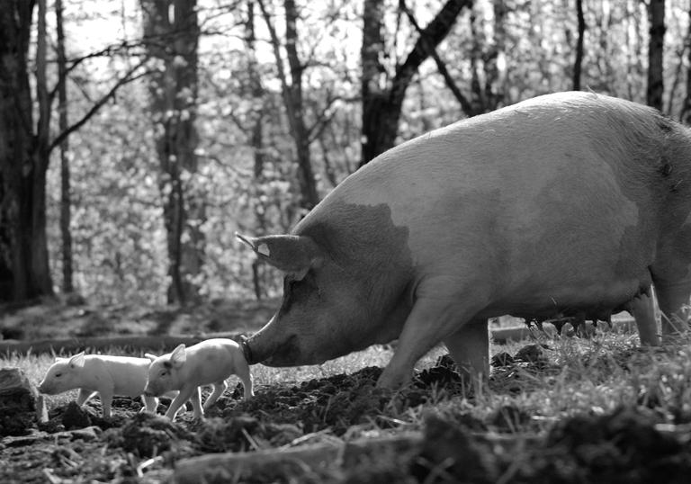 a black and white image of a pig and its piglets