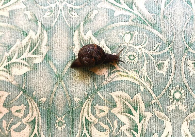 snail on William Morris wallpaper