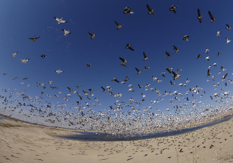 A flock of snow geese whorl over sand in a still from Earthflight