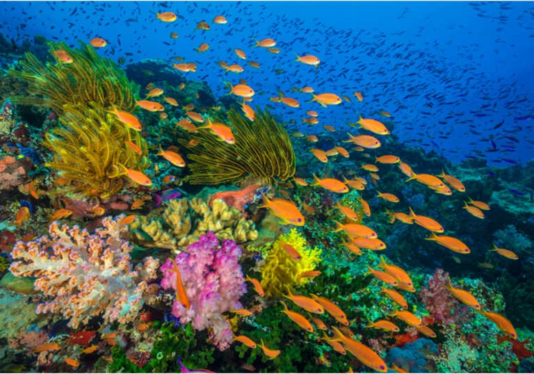 A stunning multi-colour shot of the ocean, with lots of fish and sea life