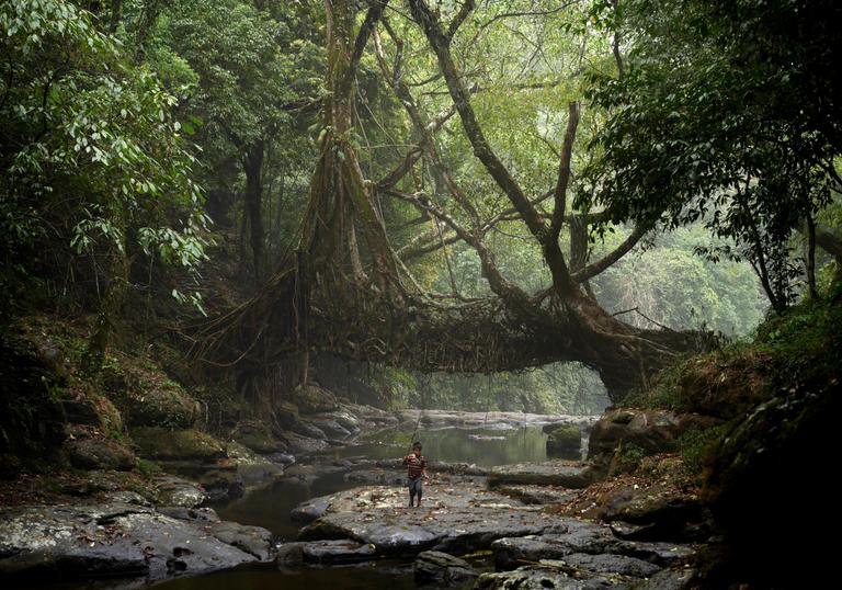 A young fisherman walks under a living root bridge at Mawlynnong village, India. The Khasi people have used the trainable roots of rubber trees to grow Jingkieng  Dieng Jri living root bridges over rivers for centuries
