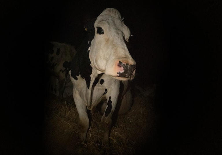 A still from Andrea Arnold's Cow, with a black and white cow in the dark looking at the camera