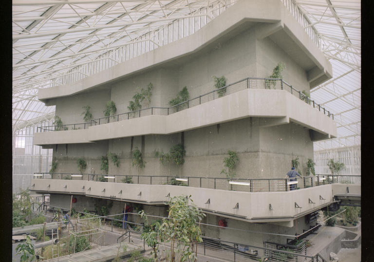 archive image of the barbican conservatory, there are a few plants but they are not all grown 