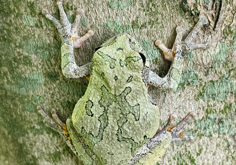 Photo of a frog on a tree trunk