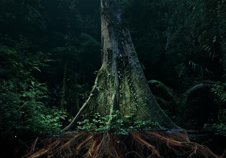 Image of a forest tree