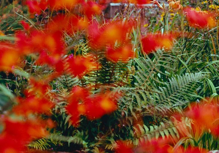 Image of a bush with lots of bright orange flowers