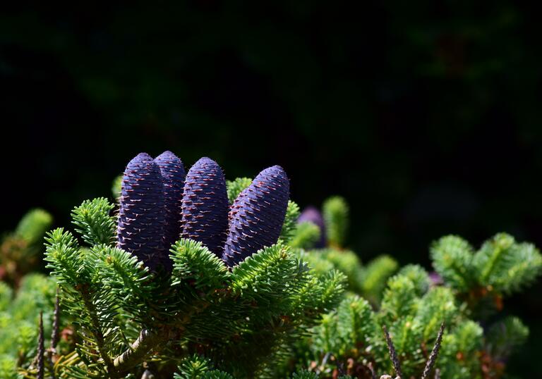 Close up photo of purple pine cones on a fir tree