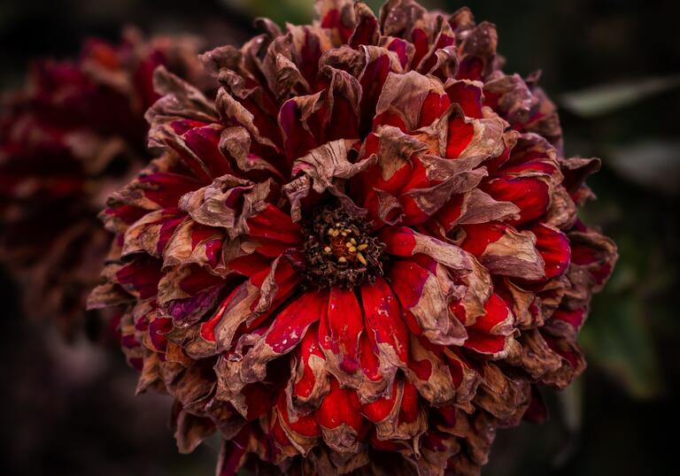 Close up photo of a dying red flower