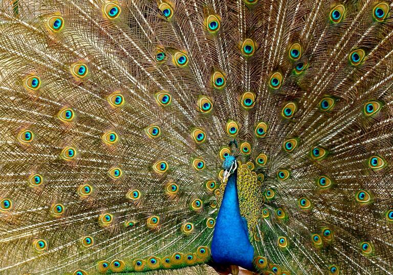 A peacock displaying its tail