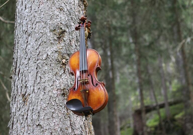 A violin hangs from a tree trunk